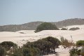 Lancelin Wedge Island (24)